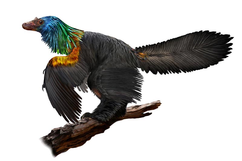 亿年前彩虹恐龙 翅膀炫彩夺目或可像鸟儿一样飞行