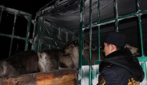 荷兰驯鹿抵内蒙古 将隔离检疫1个多月才能进行下一步工作