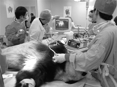 杭州重病大熊猫仍在救治 经过手术依然处于危险之中