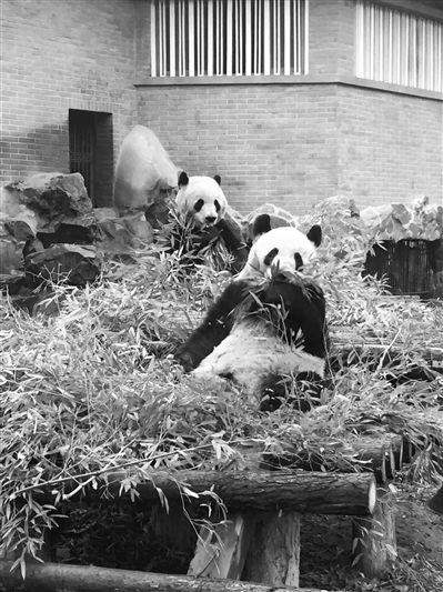 杭州重病大熊猫仍在救治 经过手术依然处于危险之中