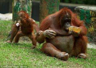 印尼动物园监管不力遭动保人士谴责 游客乱丢东西被动物捡起