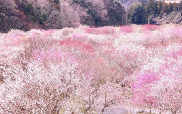 日本梅林公园成花海 画面唯美好像人间仙境一般
