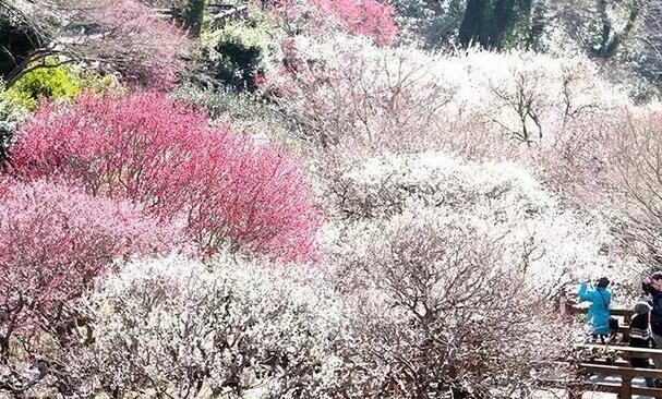 日本梅林公园成花海 画面唯美好像人间仙境一般