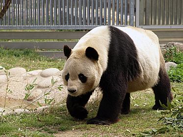 日本请求中国再借＂明星大熊猫＂ 希望借此缓和两国关系