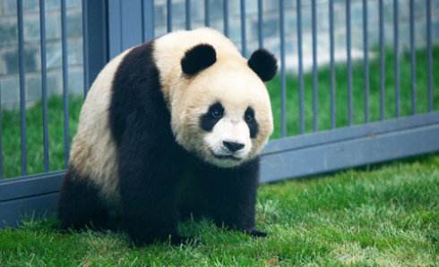 日本请求中国再借＂明星大熊猫＂ 希望借此缓和两国关系