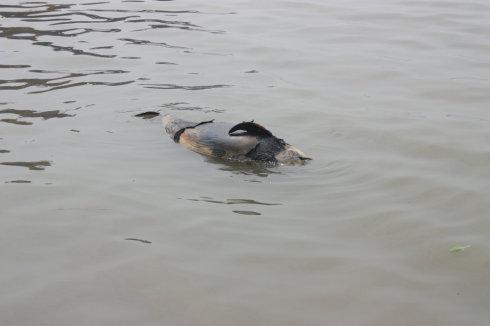 长江安庆死亡江豚 为了水中大熊猫长江生态环境的改变刻不容缓