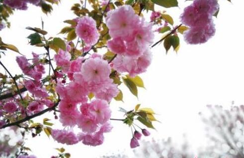 日本赏樱经济陷危机 天敌出现致樱花树无药可医
