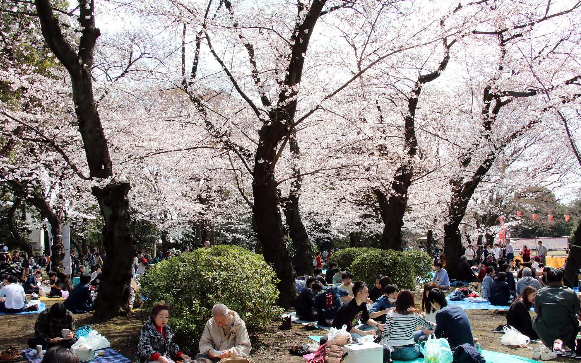 日本赏樱经济陷危机 天敌出现致樱花树无药可医