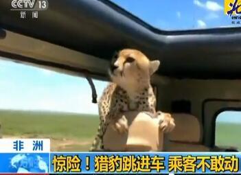 猎豹跳进游览车 猎豹跳进车里吓坏了众人导游说不要看它的眼睛