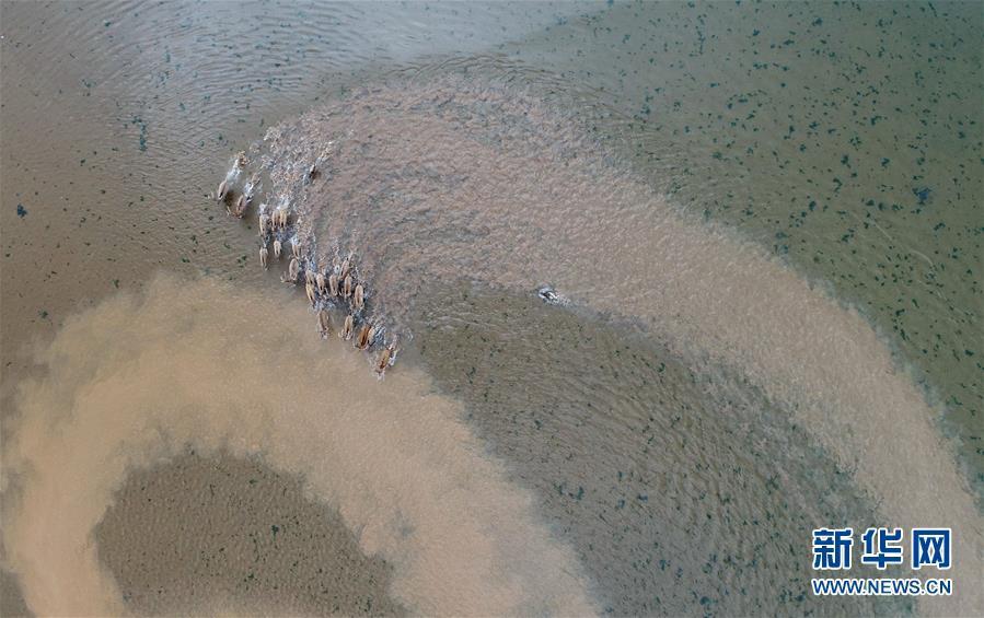 47只麋鹿放归 传说中的四不像麋鹿竟然再次出现在潘阳湖湿地