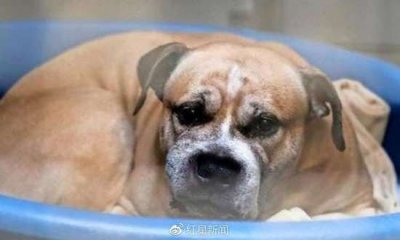 一只狗咬死两主人 竟然会有25万人请愿不要杀它为什么会这样