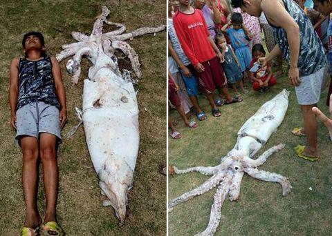 菲律宾渔民捕获2.4米巨型鱿鱼 费了九牛二虎之力才捕捞上岸