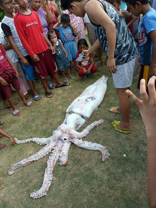 菲律宾渔民捕获2.4米巨型鱿鱼 费了九牛二虎之力才捕捞上岸