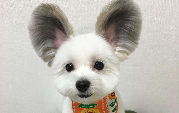 日本小狗大圆耳朵酷似米老鼠 很快就有了7万多粉丝