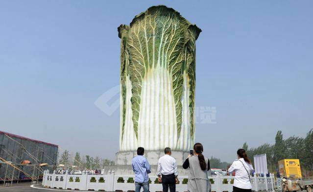 最大白菜现身邯郸 世界上最大的白菜在邯郸现世高达20米重2吨