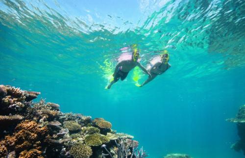 澳总理宣布将拨款5亿澳元保护大堡礁 这是国家资产必须要保护