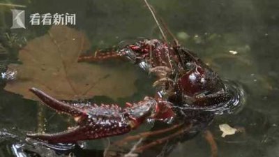 柏林小龙虾泛滥 没有好办法政府只好违反法规要求民众食用