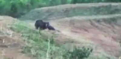 印度男子与熊自拍被咬死 围观者害怕无人敢上前救人