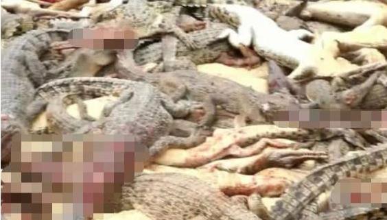 印尼村民意外遭鳄鱼咬死 民众恼羞成怒杀死百余鳄鱼