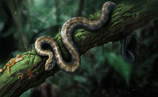 首次发现蛇琥珀 跟现在的蛇有所不同值得科学家研究