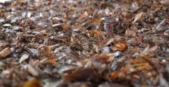 济南一区养3亿只蟑螂 可轻松消灭垃圾干净又环保