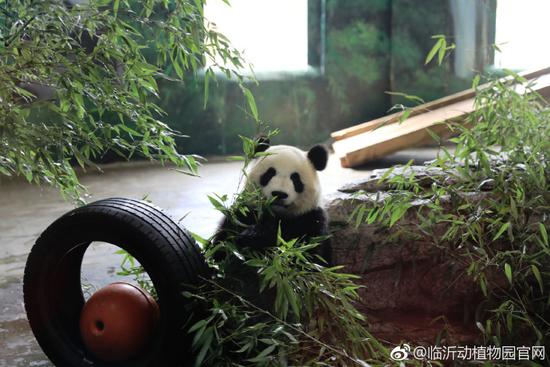 临沂动植物园大熊猫身材消瘦 园方晒证据表明重了20斤