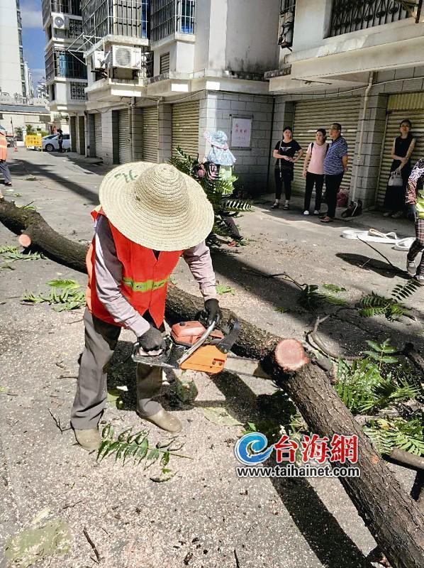 龙岩新罗区中城街道梅林社区一棵大树太茂盛 威胁到居民安全