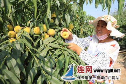 连云港赣榆区石桥镇农民在黄桃基地采摘黄桃