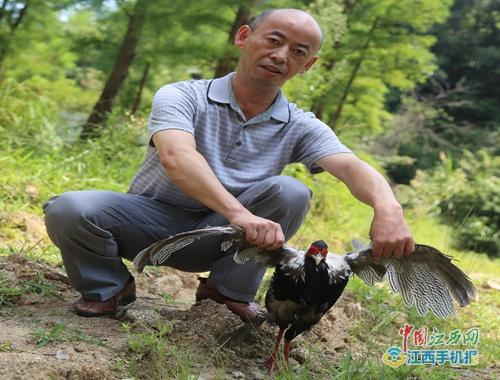 宜春奉新县放生一只国家二级保护动物白鹇
