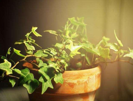 治理甲醛的几个方法,简单好用快速入住新家
