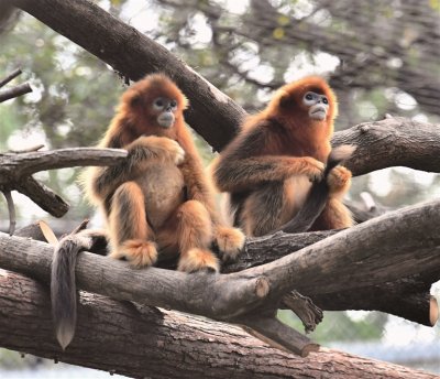 南京红山动物园全新亚洲灵长区建成开放 占地面积3500㎡