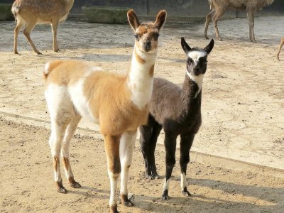 淮安市动物园新添两只羊驼宝宝 为啥一个月后才知谁大谁小?