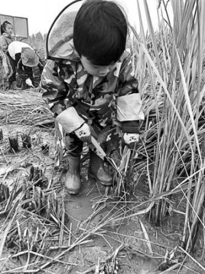 杭州一幼儿园组织小朋友学割水稻 共收割一亩地水稻