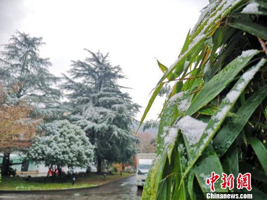 杭州路边树叶上的积雪。　张煜欢 摄