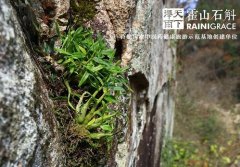 纯天然≠无毒性：贵细药材进补，要避开易上火、肝肾损伤的“雷区”