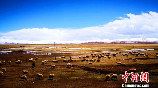 图为西藏山南哲古草原风光。(资料图) 江飞波 摄