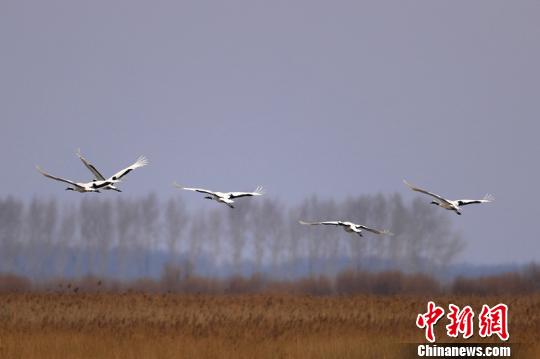中国“最北”湿地提前10余天迎来今年首批候鸟