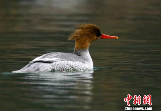 中华秋沙鸭是中国特产稀有鸟类，属国家一级重点保护动物 (视频截图) 李军俊 摄