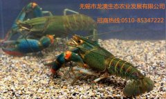  澳洲龙虾首次在无锡市繁育成功