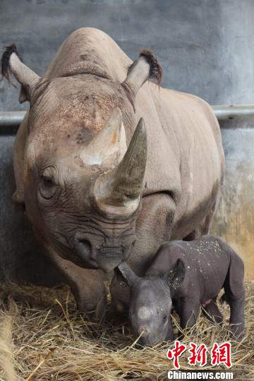 10月3日，广东长隆集团再传喜讯：黑犀牛“addy”诞下雌性黑犀牛宝宝，小宝宝体重达34公斤。　许维坚 摄