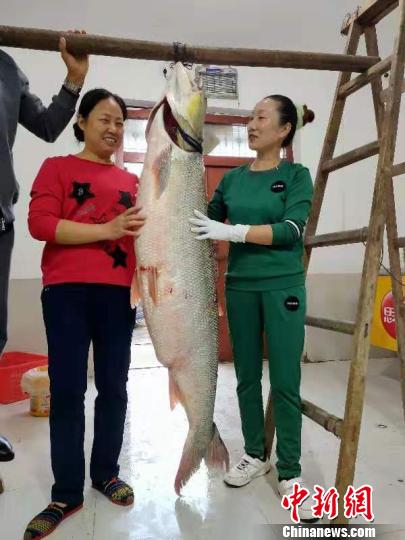 这条野生鰔鱼长1.7米，有一人高 陈华平 摄
