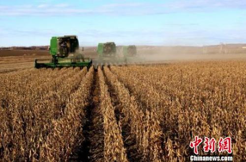 今年中国大豆种植面积有望超1.3亿亩