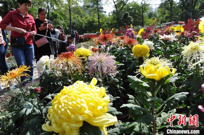 图为菊花展上造型各异的菊花争相怒放，吸引了许多市民和游人前来赏菊拍菊。　张斌 摄
