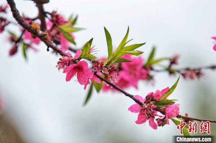 广东连平县鹰嘴蜜桃花每年三月开得最旺。　吴秒衡 摄
