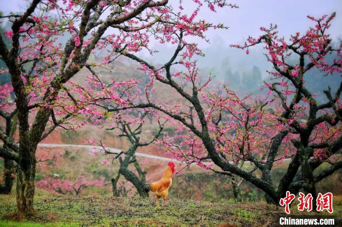 广东连平县鹰嘴蜜桃今年种植面积近6万亩。　吴秒衡 摄