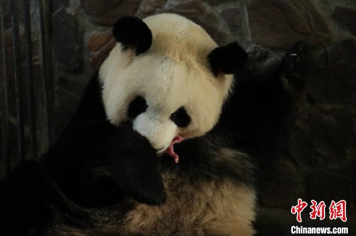 熊猫基地大熊猫“福娃”平安产下一对雄性大熊猫双胞胎。成都大熊猫繁育研究基地供图