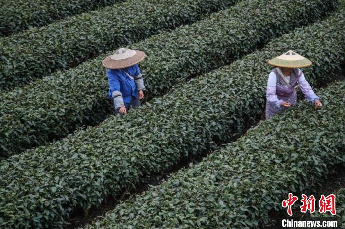 贵州湄潭的茶农在茶园采摘春茶。　瞿宏伦 摄 瞿宏伦 摄