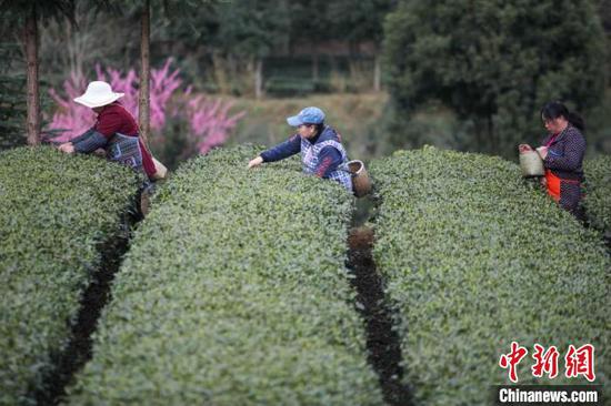 茶农在贵州凤冈“茶海之心”景区采茶。　瞿宏伦 摄