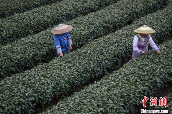 茶农在贵州凤冈“茶海之心”景区采茶。　瞿宏伦 摄　瞿宏伦　摄