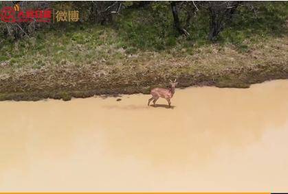 神农架拍到野生梅花鹿 无人机野外巡护拍到珍贵画面